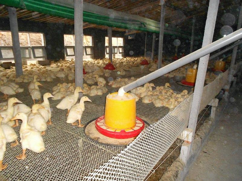 養(yǎng)鴨喂養(yǎng)設備